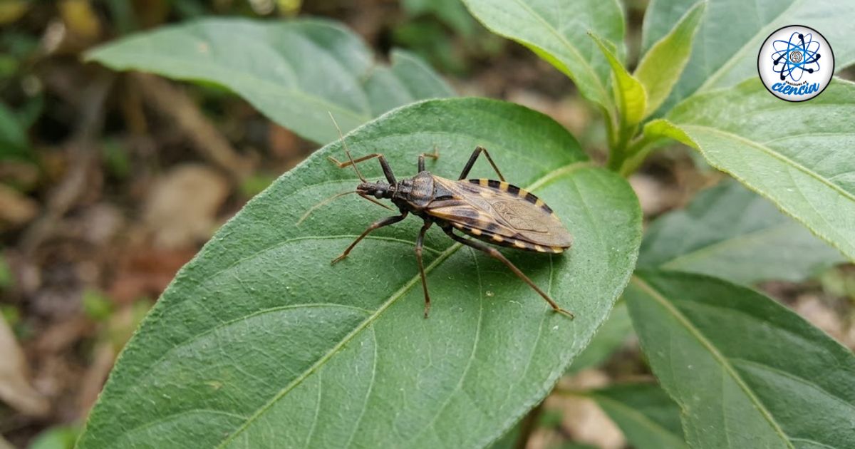 Avanza en Yucatán una vacuna contra la enfermedad de Chagas; buscan iniciar pruebas en humanos