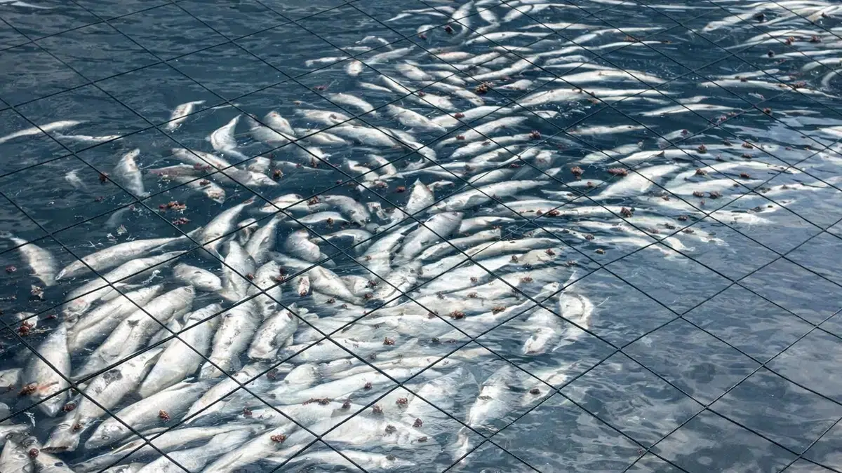 Mueren casi 918 toneladas de salmones en Magallanes y el episodio enciende alarmas en Tierra del Fuego