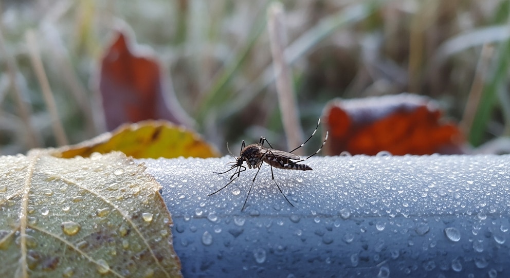 Cómo el cambio climático eleva el riesgo de enfermedades transmitidas por mosquitos
