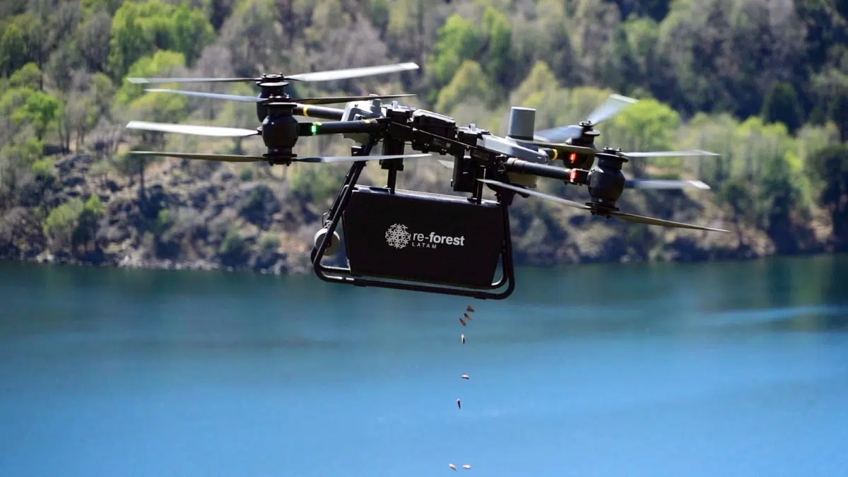 Neuquén: impulsan la restauración de 200 hectáreas de bosque de pewen del Parque Nacional Lanín con drones