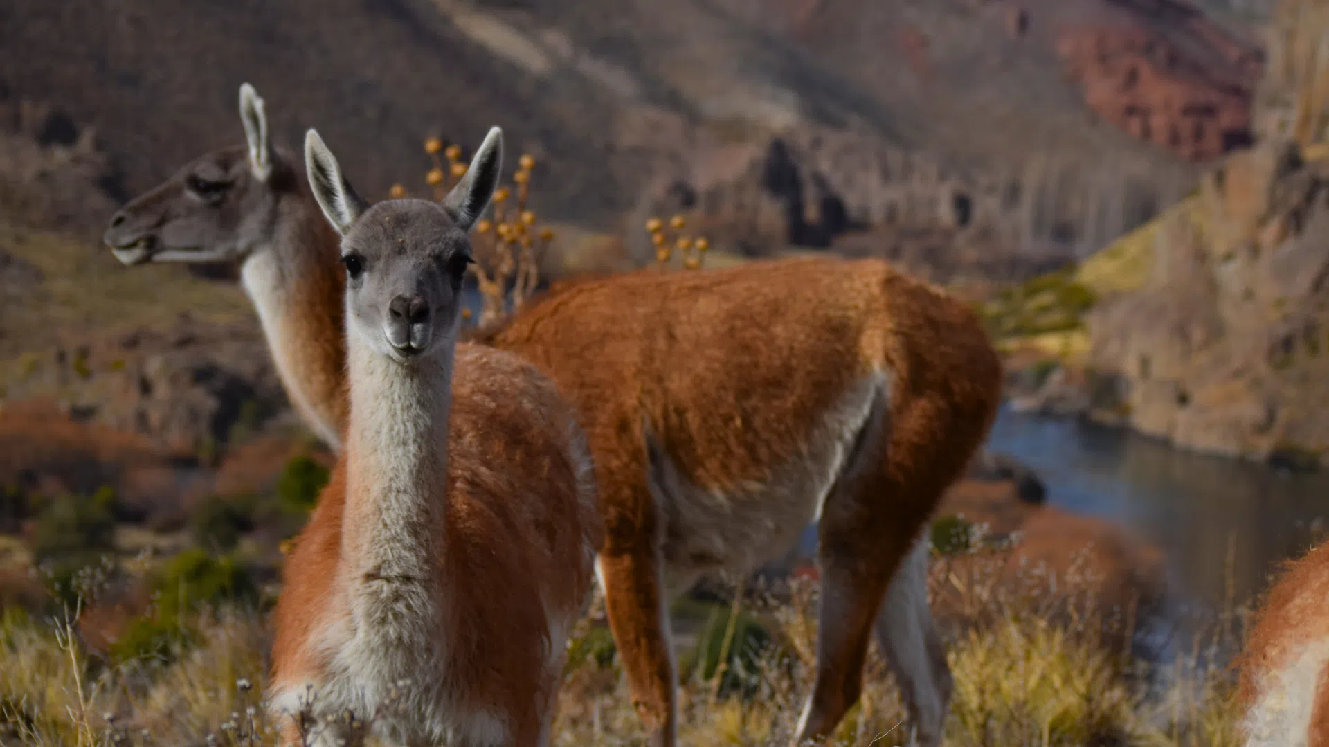 Río Negro: decomisan más de 460 kilos de carne de guanaco tras detectar un caso de caza furtiva en la Meseta de Somuncurá