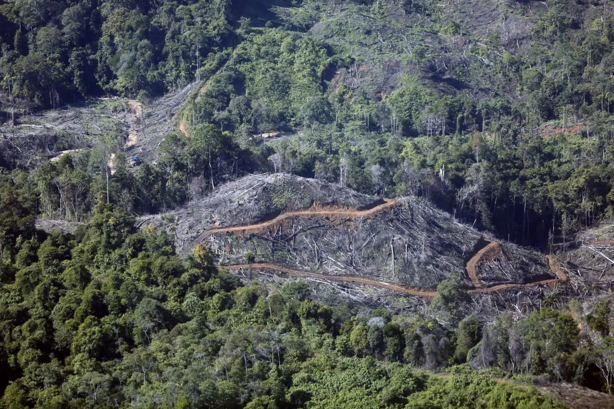 La deforestación mundial cayó un 15% durante 2025, pero todavía persisten las amenazas a los bosques 