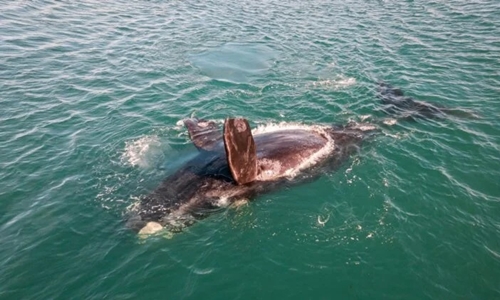 El regreso de ballenas al Mar Argentino choca con barcos y ruido submarino