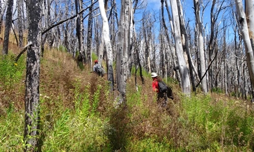 Estudio busca medir la resistencia de los bosques patagónicos