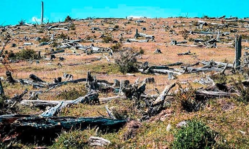 Ecocidio. Rechazo del campo y alineamiento del Gobierno
