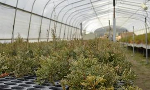 Plantarán 100 mil árboles nativos tras incendios